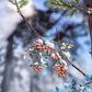 50PCS Seasonal Trees Sticker Pack