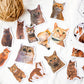 Vellum Cat Sticker Pack
